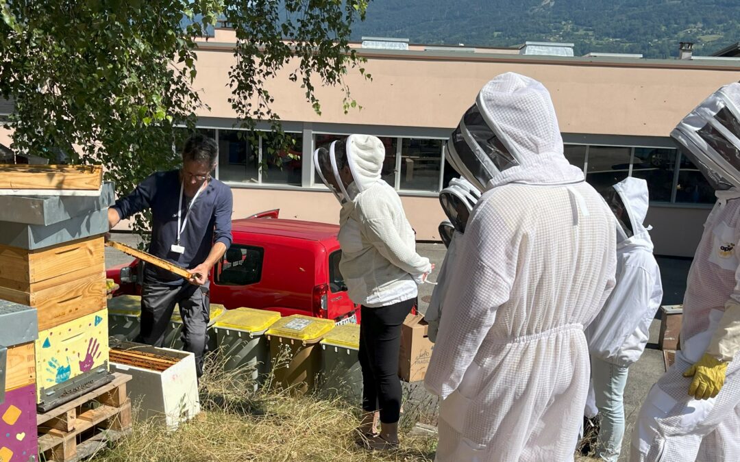 Récolte de miel chez MGB