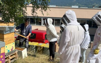 Honey Harvest at MGB